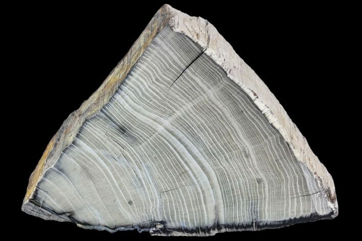 Petrified Wood Section - Tom Miner Basin, Montana #104867